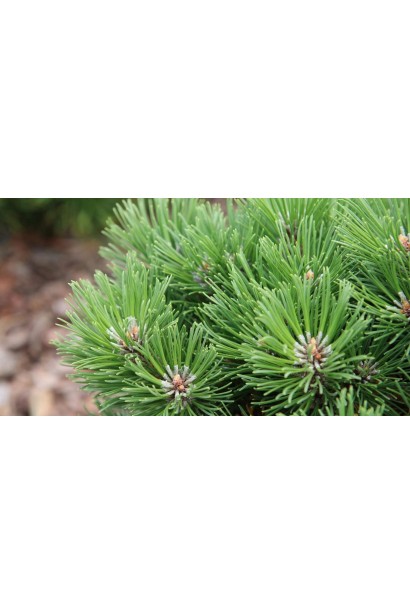 Гілки карликової сосни з густою кроною та ніжно-зеленими голками. 